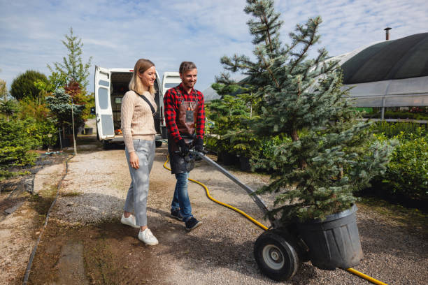 The Steps Involved in Our Tree Care Process in Jonesville, NC